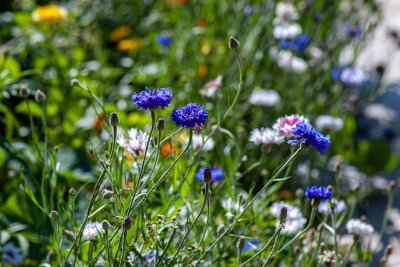 Zo overleeft je tuin ook de heetste zomer